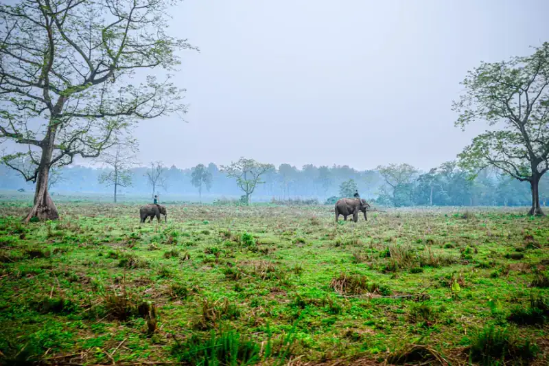 Elephants in the grasslands of Chitwan